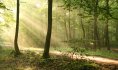 forêt de Saint-amand-Les-Eaux©David Delecourt