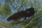 Triton crêté (Triturus cristatus) © José Godin