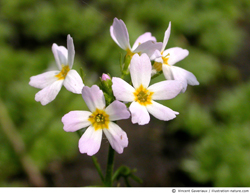 Hottonie des Marais (Hottonia palustris)