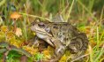 Grenouille rousse@PNRSE/Adobestock