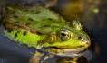 Grenouille verte@PNRSE/Adobestock