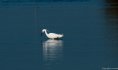 aigrette garzette©Eric Lecaroubier