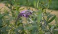 Buddleja davidii © écogardes du SMPNRSE