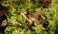 Grenouille des champs ©PNRSE