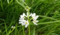 © Chatelain L. - PNR Scarpe-Escaut - 2013 - Hottonie des marais (Hottonia palustris)