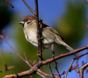 Moineau Friquet © V. Gaveriaux