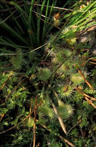 Drosera©Samuel Dhote