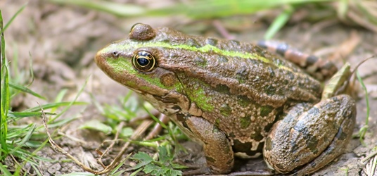 adobestock_213345615_grenouille_rieuse.j