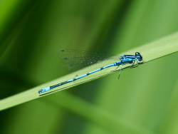 agrion_jouvencelle_cmirkograul_adobestoc