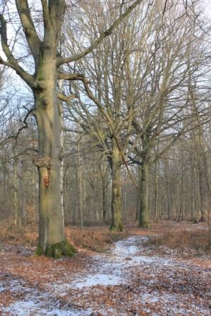 Forêt de RSAW©PNRSE